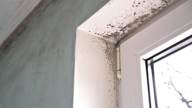 Mold Remediation for Rental Properties in Benld, IL