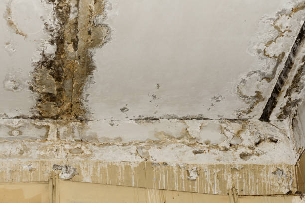 Best Asbestos and Lead Testing During Mold Inspection  in Benld, IL