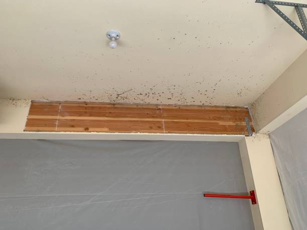 Best Basement Mold Removal  in Benld, IL