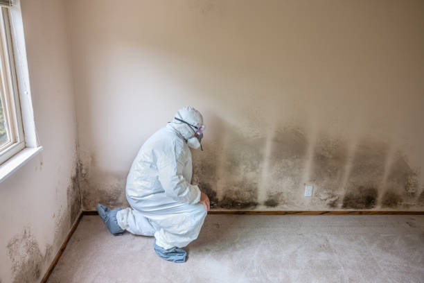 Best Water Damage & Mold Remediation  in Benld, IL