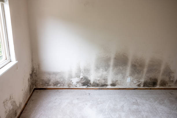 Best Biohazard Mold Removal  in Benld, IL