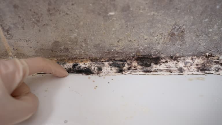 Best Attic Mold Removal  in Benld, IL